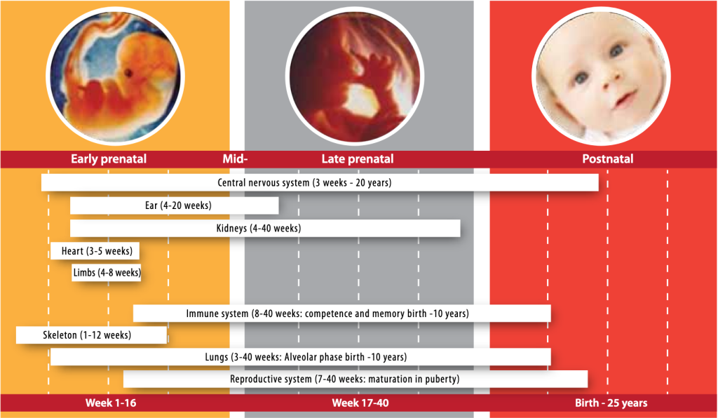 disruptores endocrinos en las etapas de la maternidad en el bebé Me and Me